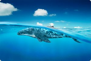 Coffret Océan's Secrets - chant des baleines