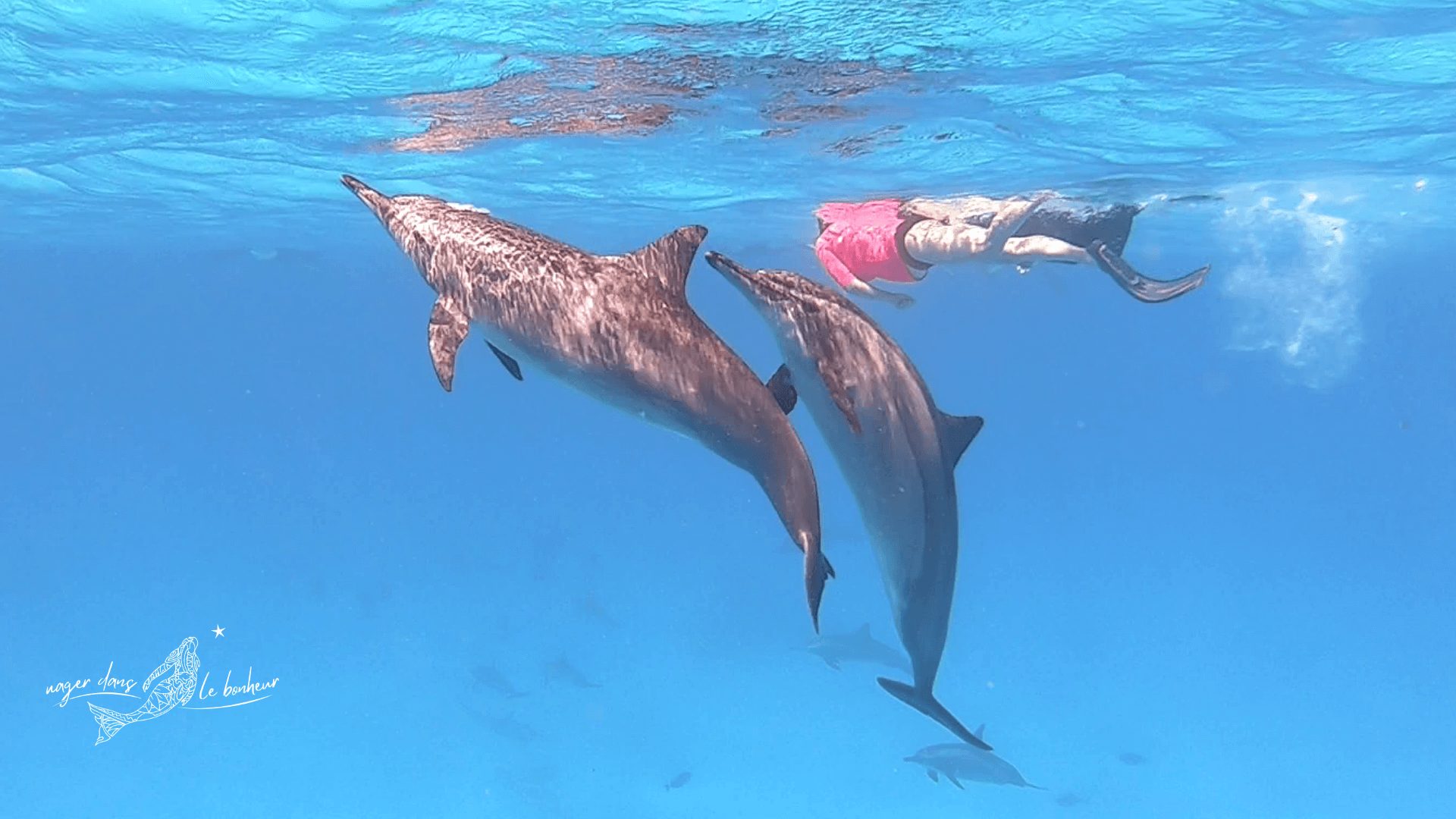 Nage avec les dauphins