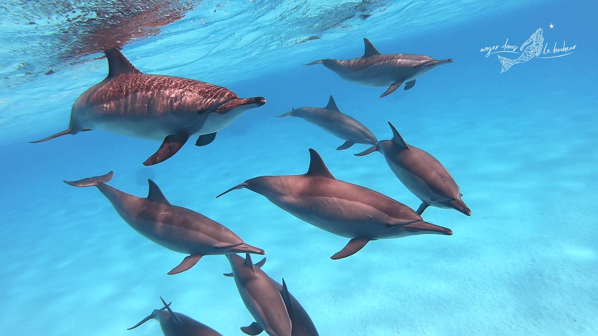 Groupe de dauphins énergie joyeuse océan
