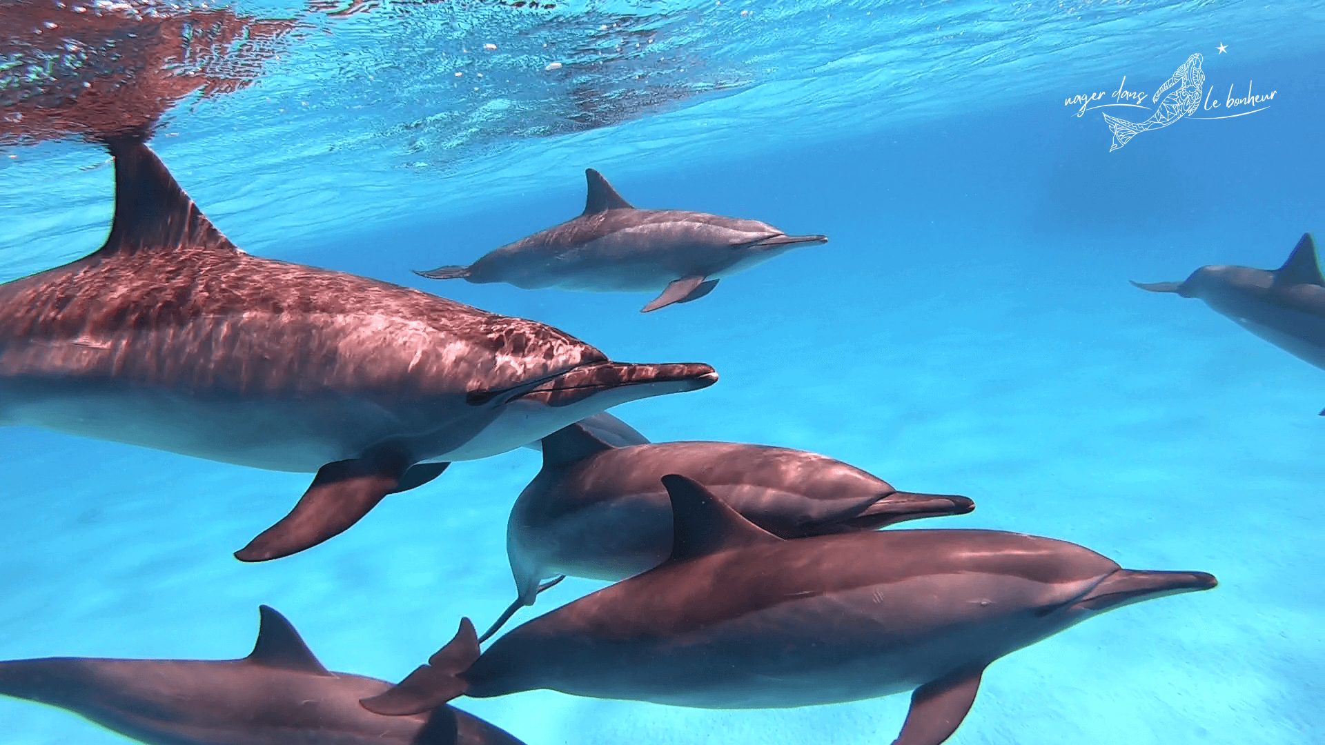 Groupe de dauphins méditation Océan's Secret