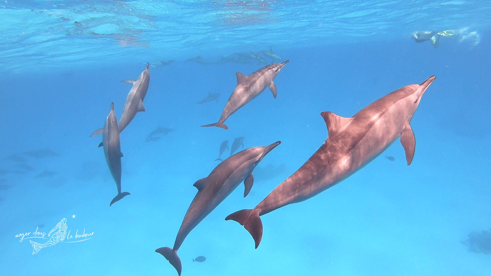 Groupe de dauphins remontant à la surface