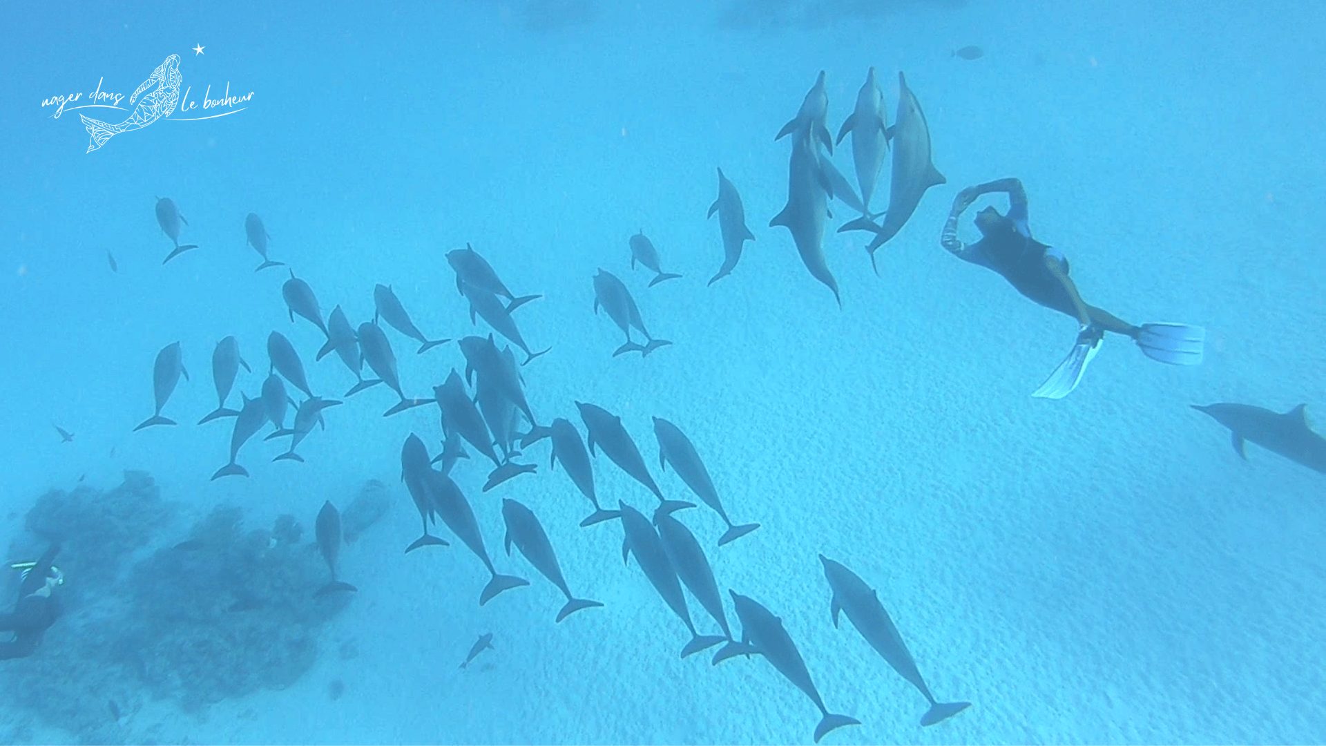 Rencontre avec des dauphins en snorkeling