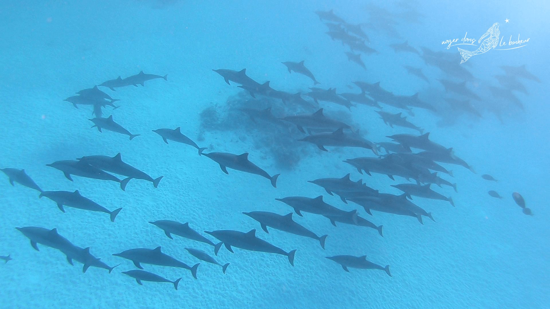 Groupe de dauphins vue du dessus océan énergie vibrations