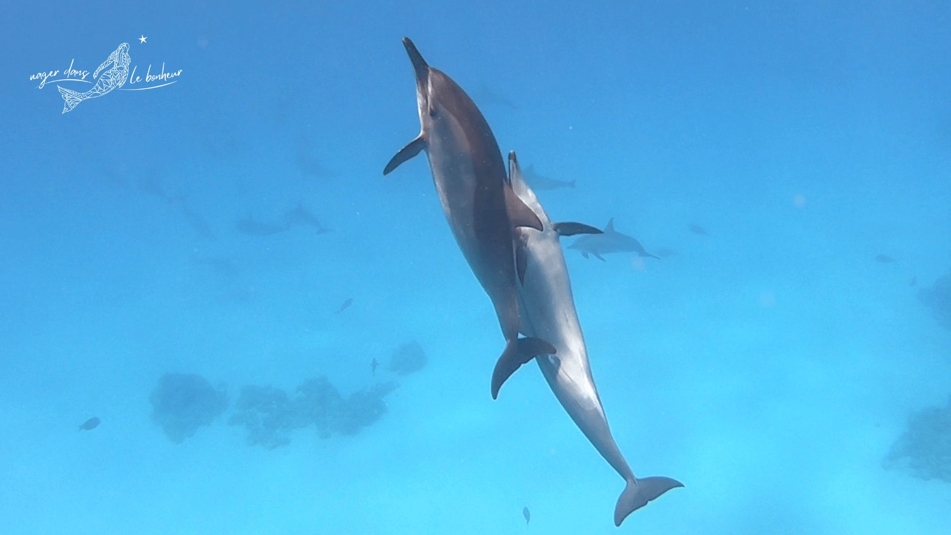 Dauphins remontant vers la surface océan méditation