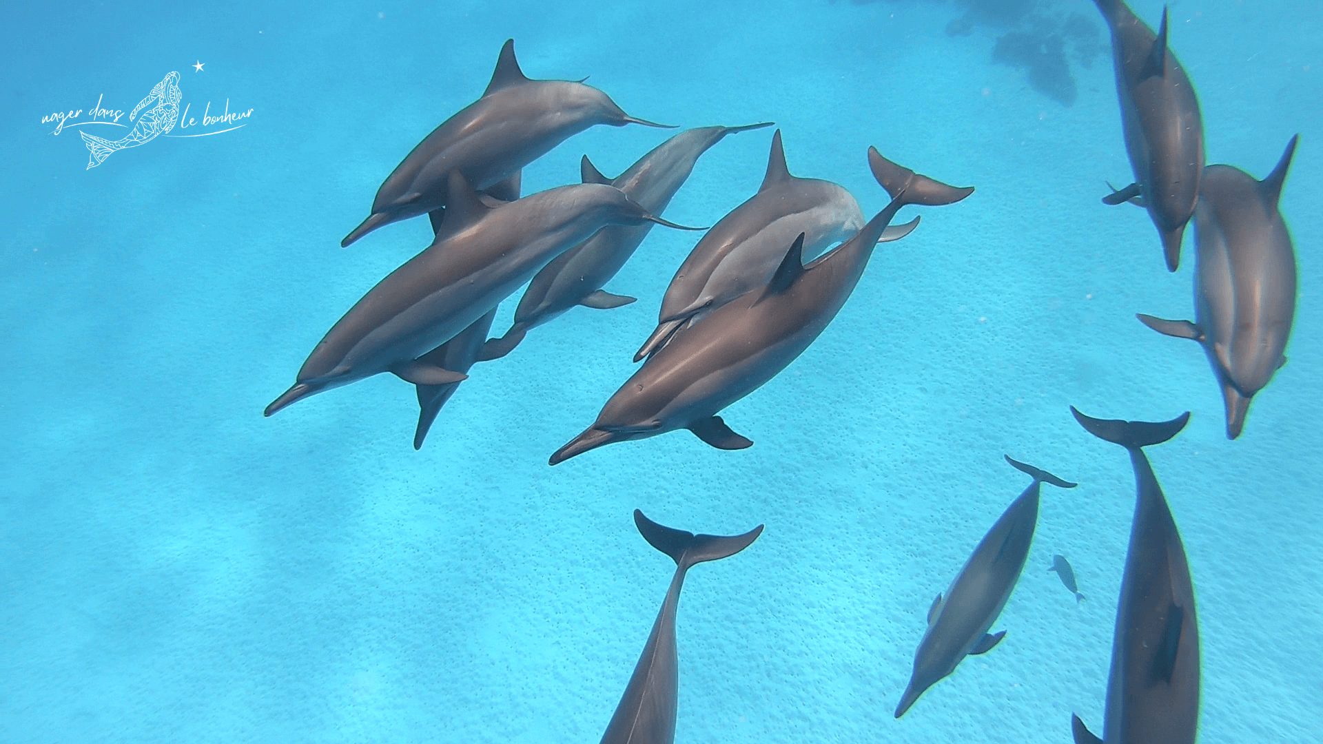 Dauphins en mer Rouge - Lagon de Sataya Égypte