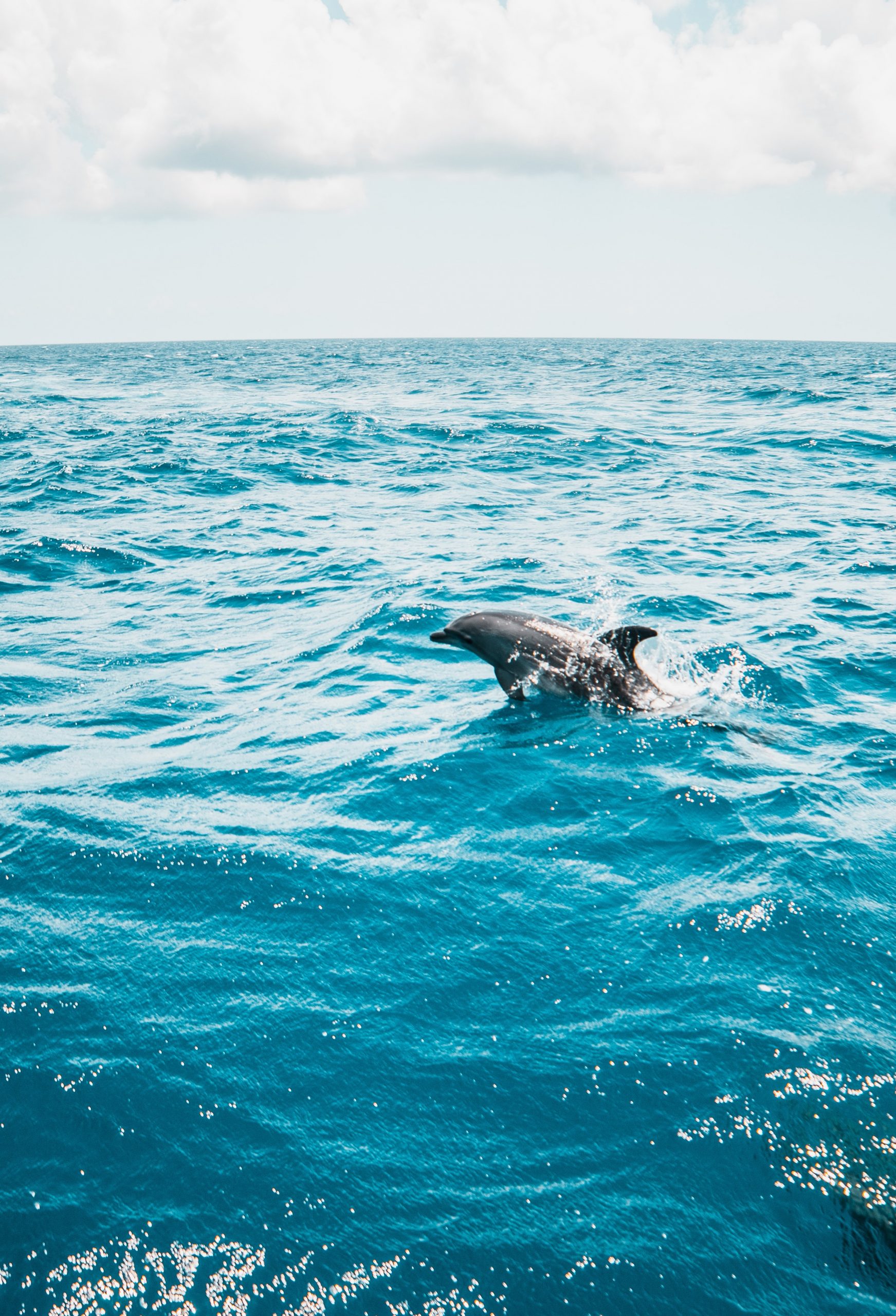 Baleine méditation chant des baleines