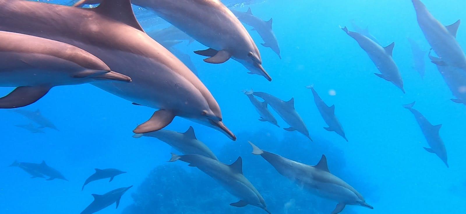 Dauphins lagon de Sataya - mer Rouge