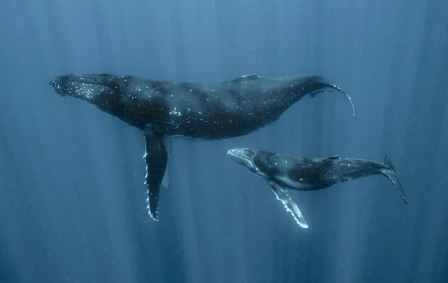 Baleine vue du dessus océan méditation Océan's Secrets